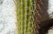 Preview photo Echinopsis strigosa