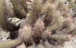 Anteprima di Echinopsis strigosa