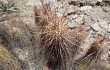 Preview photo Echinopsis strigosa