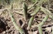 Vista previa de Echinopsis thelegona