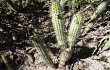 Anteprima di Echinopsis thelegona