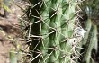 Preview photo Echinopsis thelegona