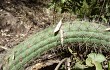 Anteprima di Echinopsis thelegona