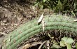 Vista previa de Echinopsis thelegona