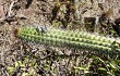 Anteprima di Echinopsis thelegona