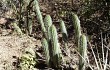 Vista previa de Echinopsis thelegona