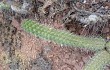 Anteprima di Echinopsis thelegona