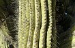 Preview photo Echinopsis werdermanniana