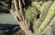 Preview photo Echinopsis werdermanniana