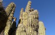 Preview photo Echinopsis werdermanniana