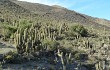 Anteprima di Echinopsis werdermanniana