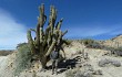 Preview photo Echinopsis werdermanniana