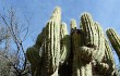 Anteprima di Echinopsis werdermanniana