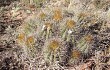 Preview photo Echinopsis schickendantzii