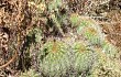 Anteprima di Echinopsis schickendantzii