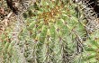 Anteprima di Echinopsis schickendantzii