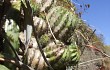 Anteprima di Echinopsis schickendantzii