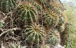 Anteprima di Echinopsis schickendantzii