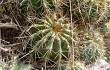 Anteprima di Echinopsis schickendantzii