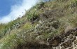 Vista previa de Echinopsis schickendantzii