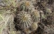 Vista previa de Echinopsis schickendantzii