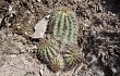 Preview photo Echinopsis schickendantzii