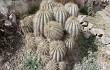 Anteprima di Echinopsis schickendantzii