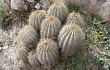 Anteprima di Echinopsis schickendantzii