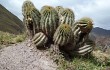 Vista previa de Echinopsis schickendantzii