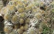 Vista previa de Echinopsis schickendantzii