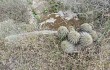 Vista previa de Echinopsis schickendantzii