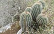 Vista previa de Echinopsis schickendantzii