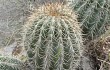 Anteprima di Echinopsis schickendantzii