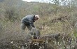 Anteprima di Echinopsis schickendantzii