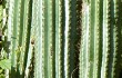 Preview photo Echinopsis schickendantzii