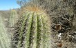 Anteprima di Echinopsis schickendantzii