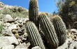 Anteprima di Echinopsis schickendantzii