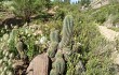 Vista previa de Echinopsis schickendantzii