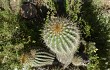 Vista previa de Echinopsis schickendantzii