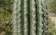 Preview photo Echinopsis schickendantzii