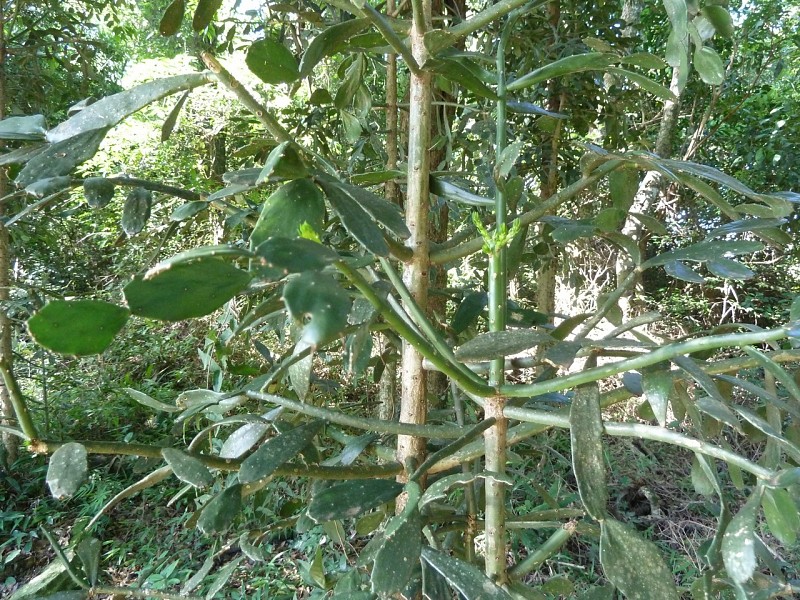Fotografia di Brasiliopuntia brasiliensis in habitat