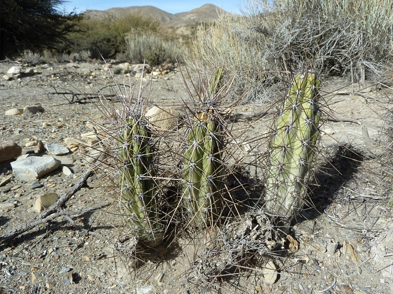 Fotografia di Corryocactus tarijensis in habitat