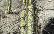 Preview photo Corryocactus tarijensis