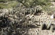Anteprima di Corryocactus tarijensis