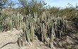 Anteprima di Corryocactus tarijensis