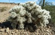 Preview photo Cylindropuntia tunicata