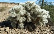 Vista previa de Cylindropuntia tunicata