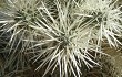 Preview photo Cylindropuntia tunicata