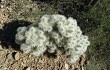 Anteprima di Cylindropuntia tunicata