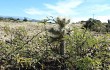 Anteprima di Cylindropuntia tunicata